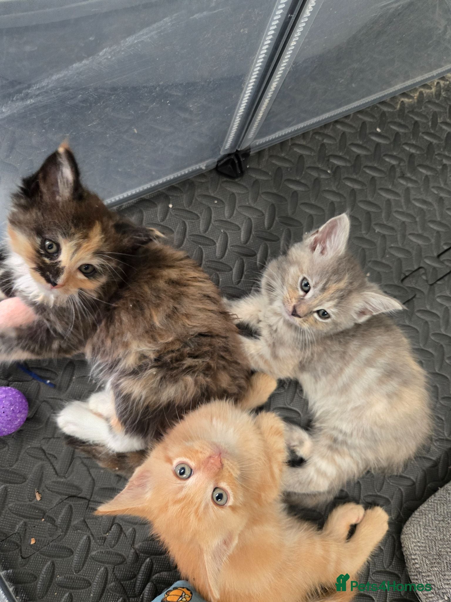 Mixed Breed cats Beautiful mixed breed kittens  - Advert 1