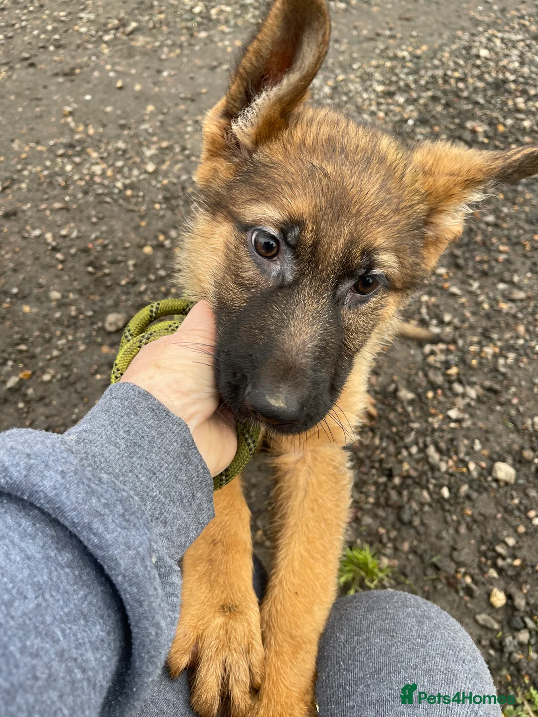 German Shepherd dogs for sale: German shepherd female x 2 - breeding g contract  - Advert 6