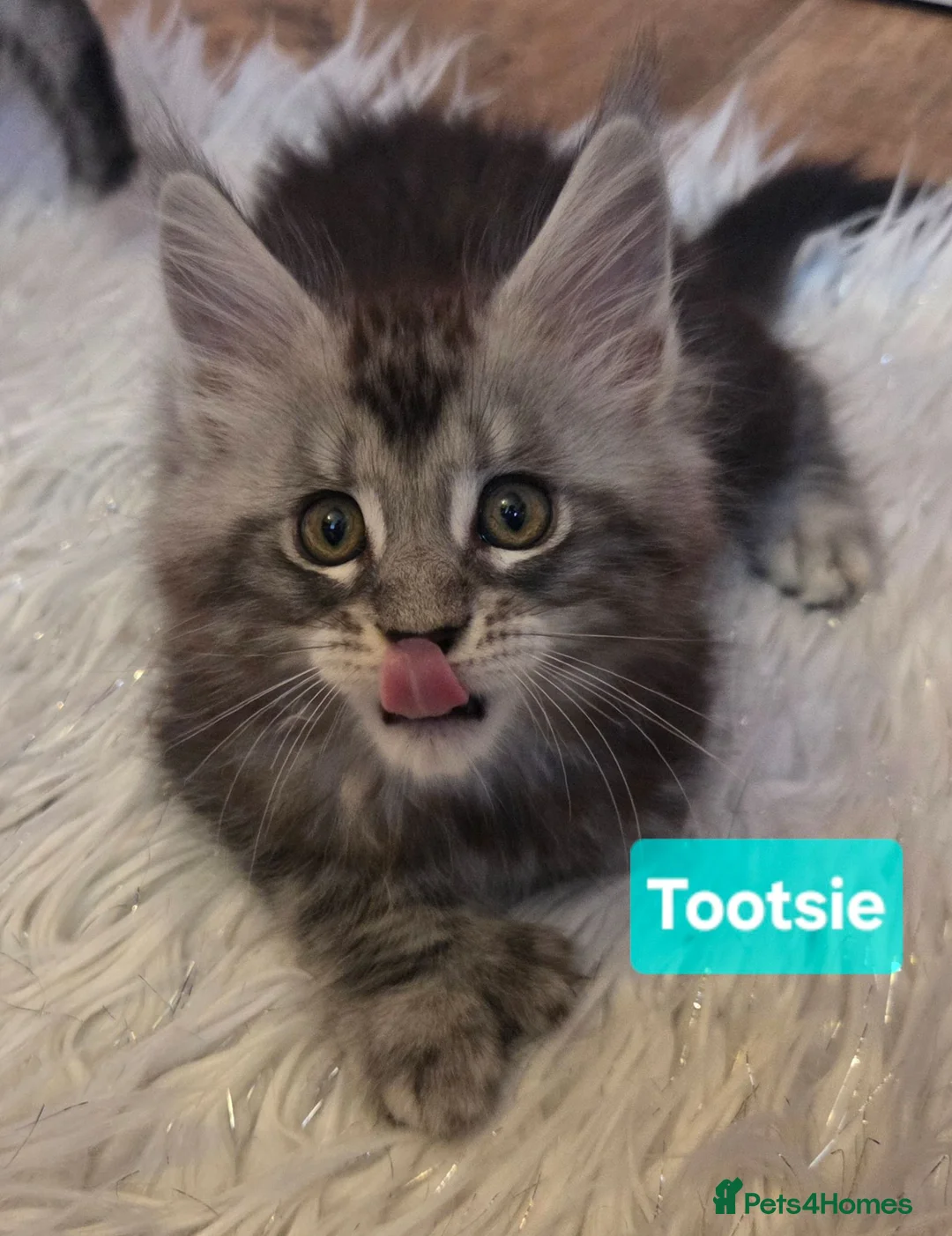 Maine Coon cats for sale: Tica reg maine coon. Poly. - Advert 1