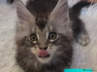 Maine Coon cats Tica reg maine coon. Poly. - Advert 5