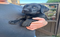 Labrador Retriever dogs for sale: Stunning K.C. Reg. Black Labrador Puppies - Image 14