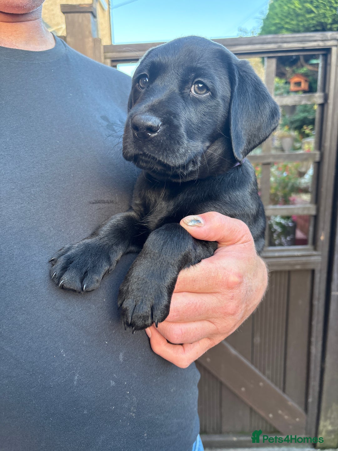 Labrador Retriever dogs for sale: Stunning K.C. Reg. Black Labrador Puppies - Image 14