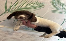 Sprocker dogs for sale: 2 sprocker girls  - Image 10
