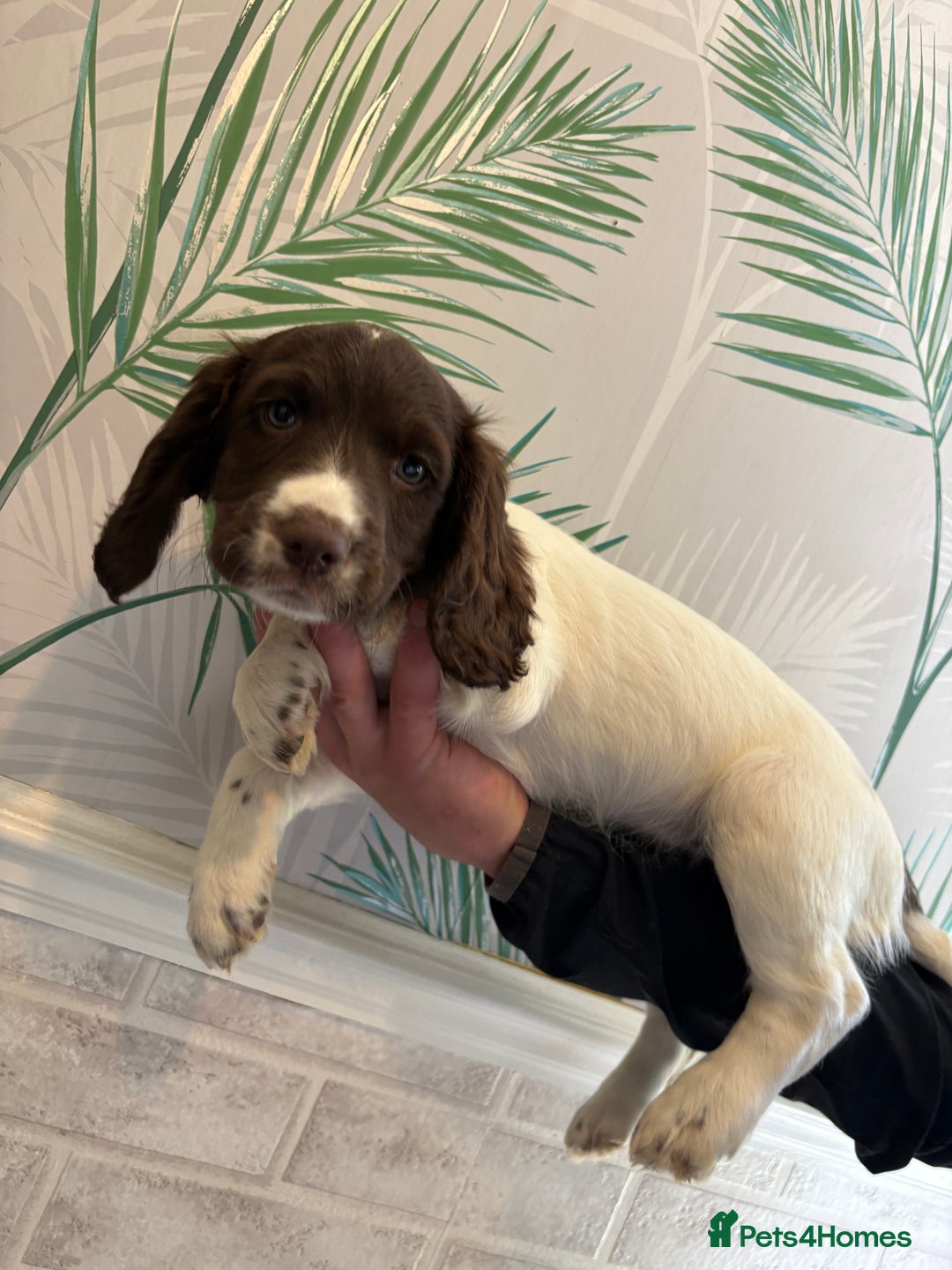 Sprocker dogs for sale: 2 sprocker girls  - Image 10