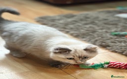 Ragdoll cats for sale: Stunning Ragdoll kittens available now - Advert 7