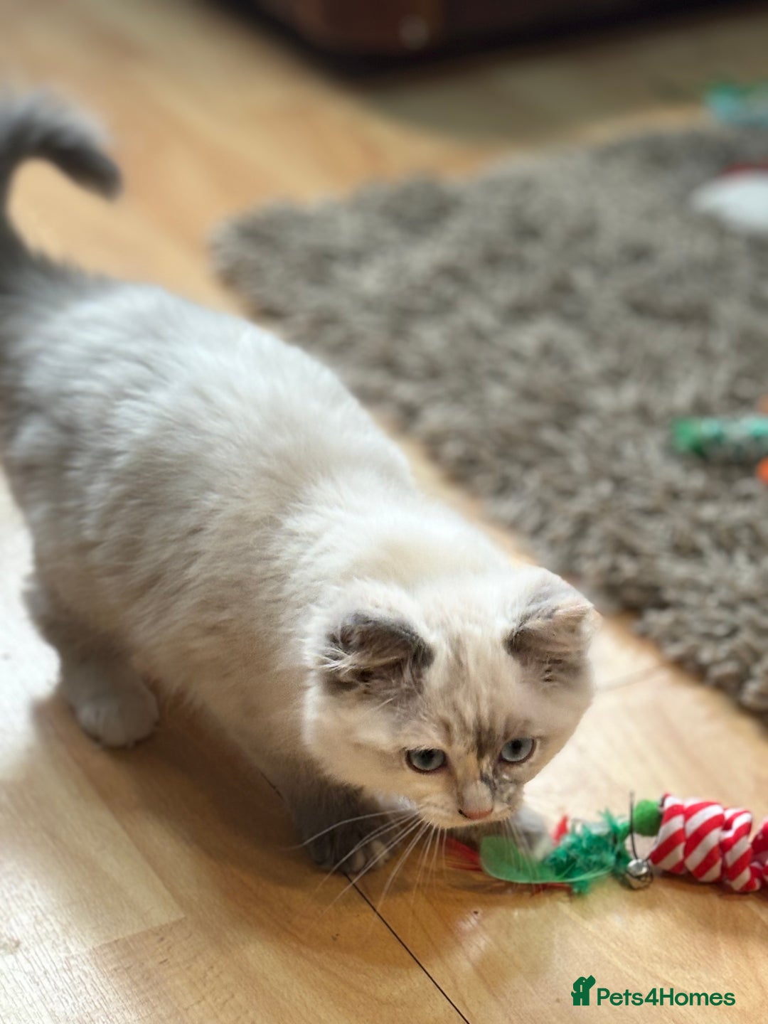 Ragdoll cats for sale: Stunning Ragdoll kittens available now - Advert 7