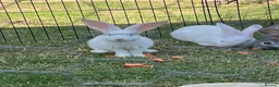 Continental Giant rabbits for sale: REW continental giant buck - Advert 4