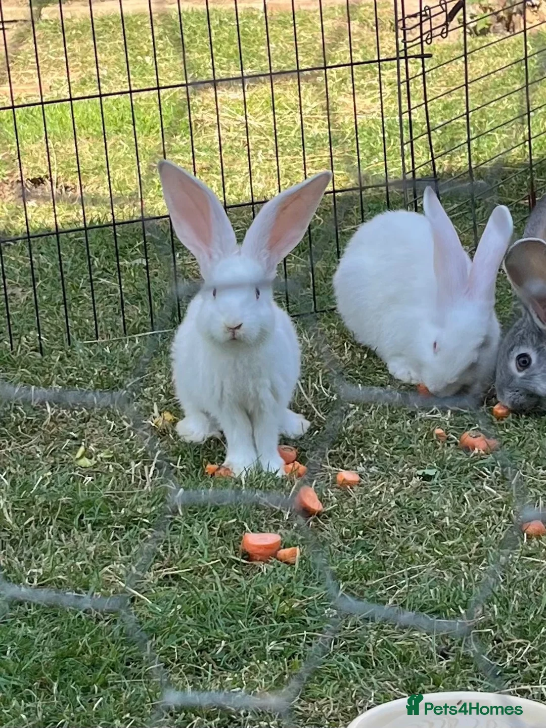 Continental Giant rabbits for sale: REW continental giant buck - Advert 4