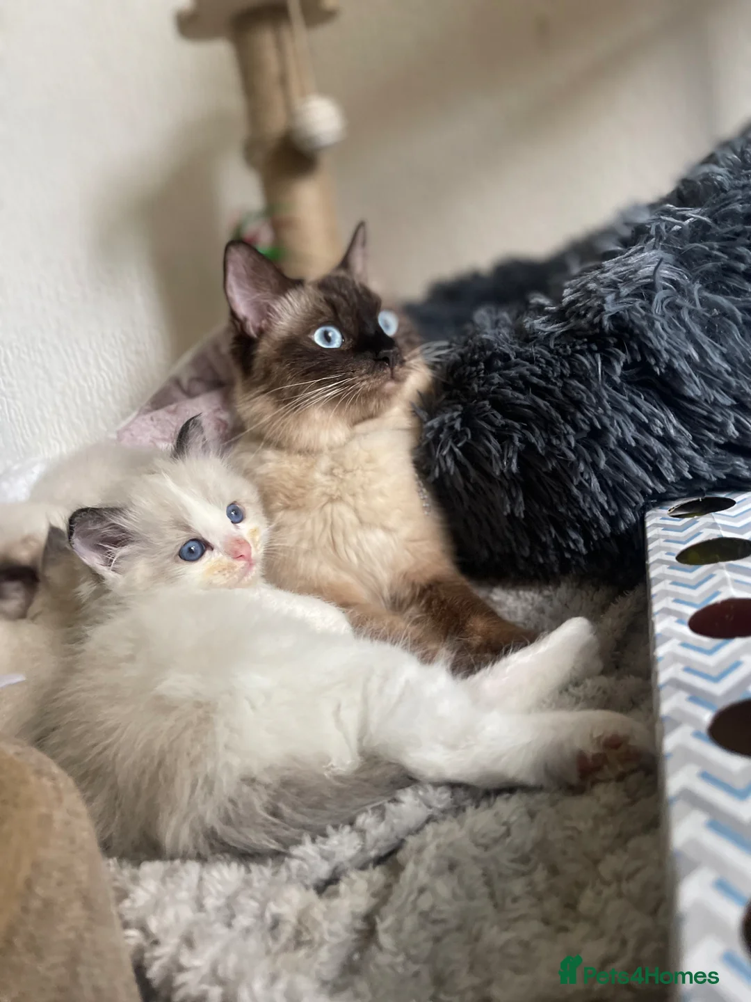 Ragdoll cats for sale: Beautiful boy ragdoll looking for a good home! - Advert 1