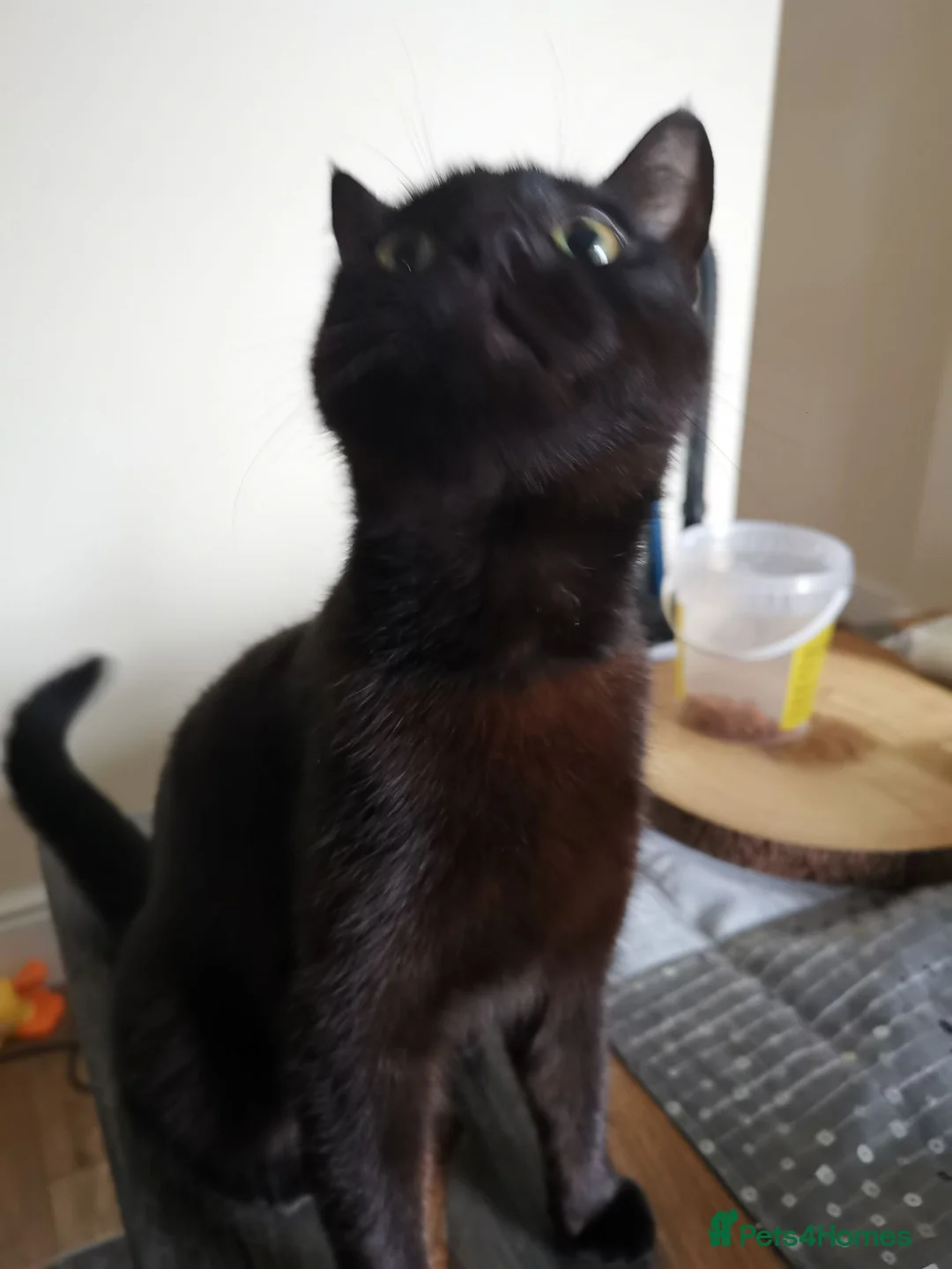 Mixed Breed cats for sale: Mixed breed kittens  - Advert 1