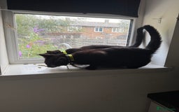 Mixed Breed cats for sale: BLACK KITTEN SIBLINGS - Image 2
