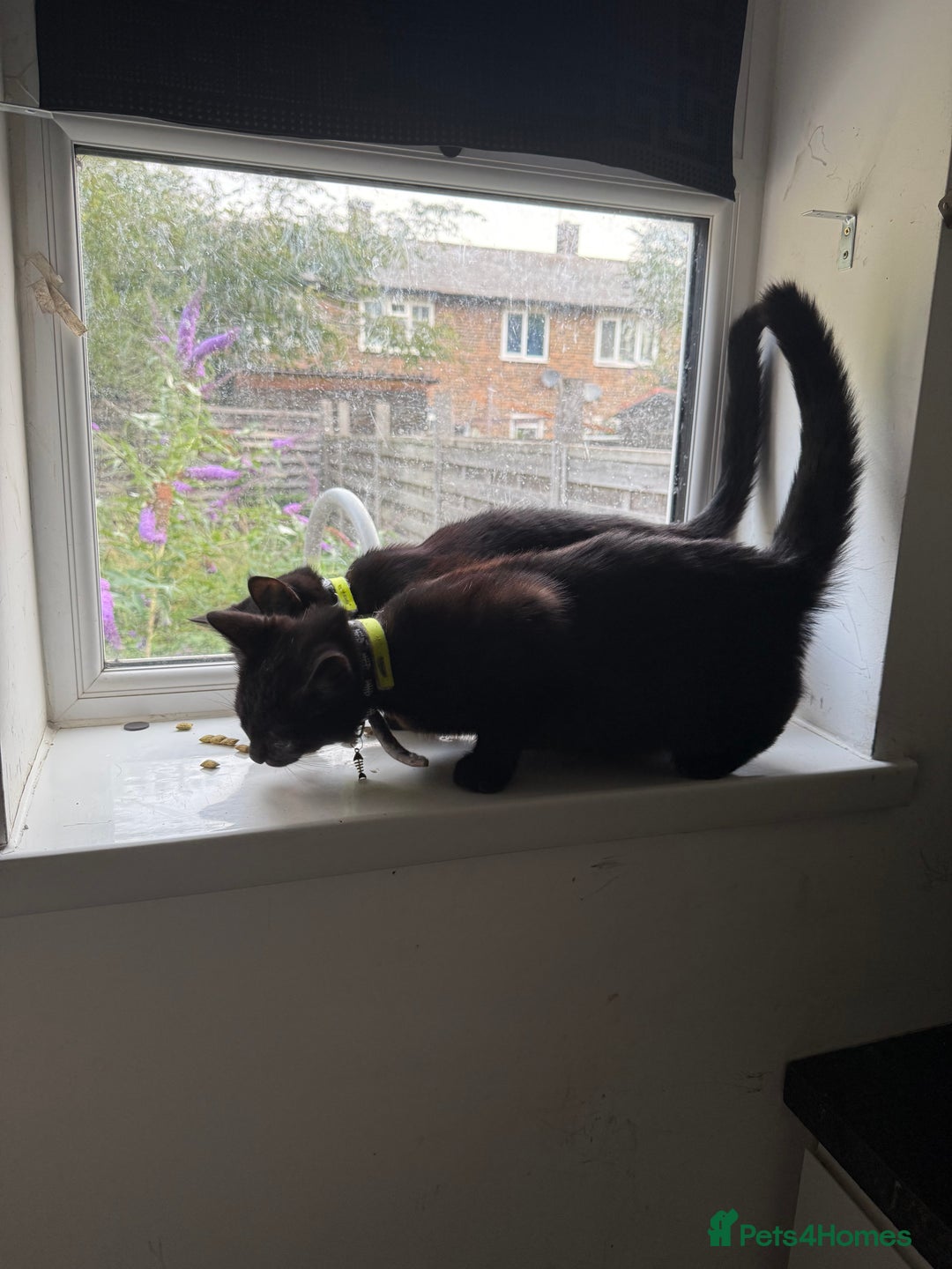 Mixed Breed cats for sale: BLACK KITTEN SIBLINGS - Image 2