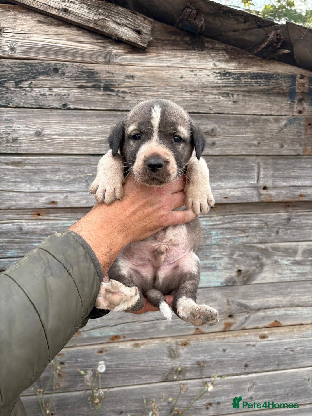 Anatolian Shepherd dogs for sale: Malakli Puppies - Image 14