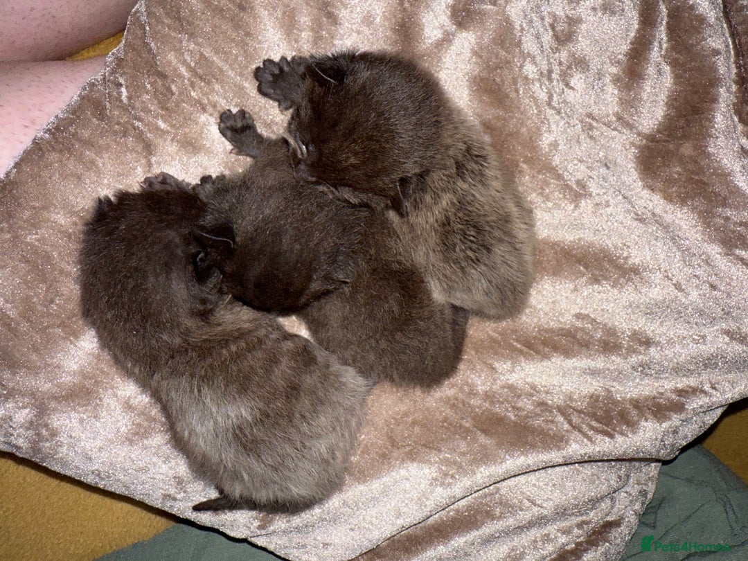 Mixed Breed cats for sale: 3 Gorgeous Girls - Image 5