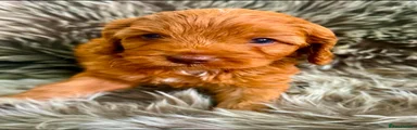 Cavapoo 2