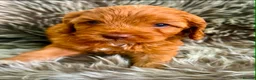 Cavapoo dogs for sale: BEAUTIFUL TOY CAVAPOO PUPPIES! in Bolton - Advert 7