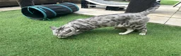 Bengal cats for sale: Beautiful silver boy  - Advert 1