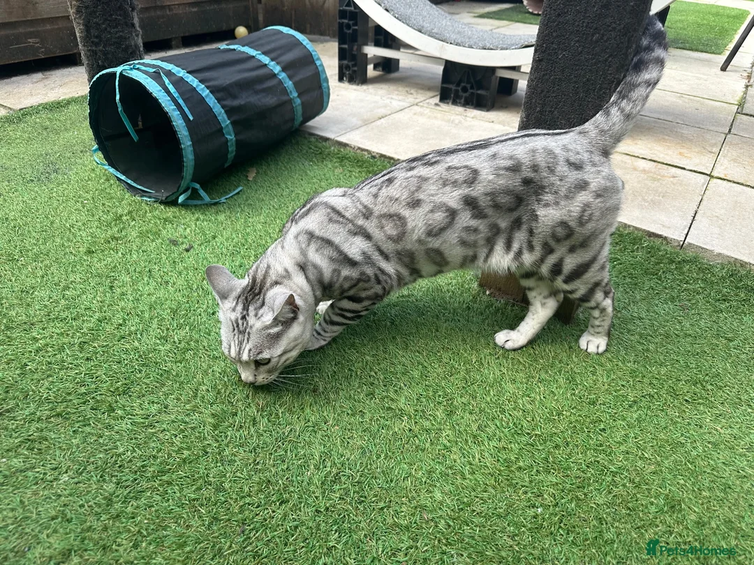 Bengal cats for sale: Beautiful silver boy  - Advert 1
