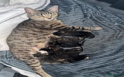 Mixed Breed cats for sale: 4 beautiful kittens ready for homes - Image 6