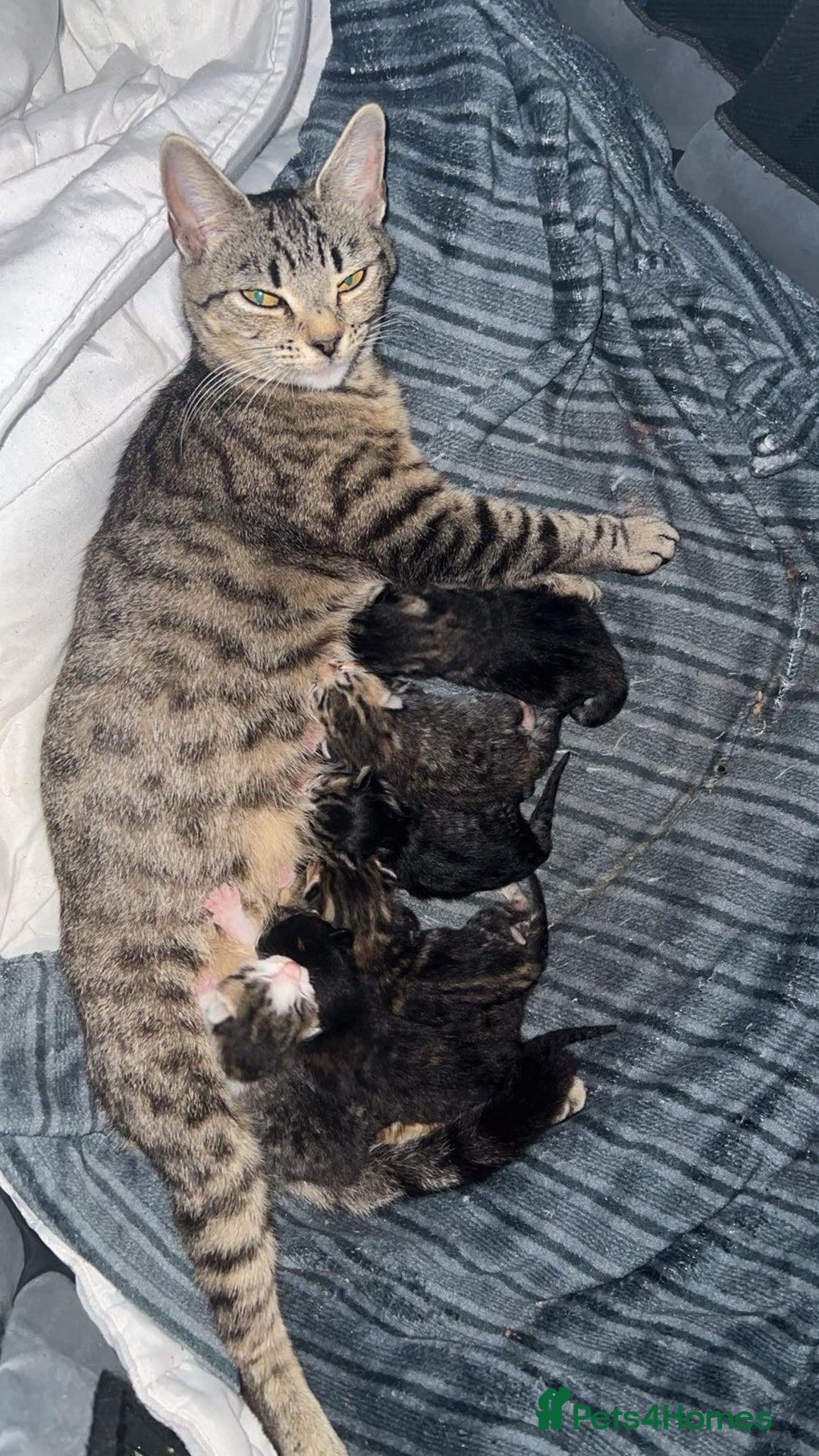 Mixed Breed cats for sale: 4 beautiful kittens ready for homes - Image 6