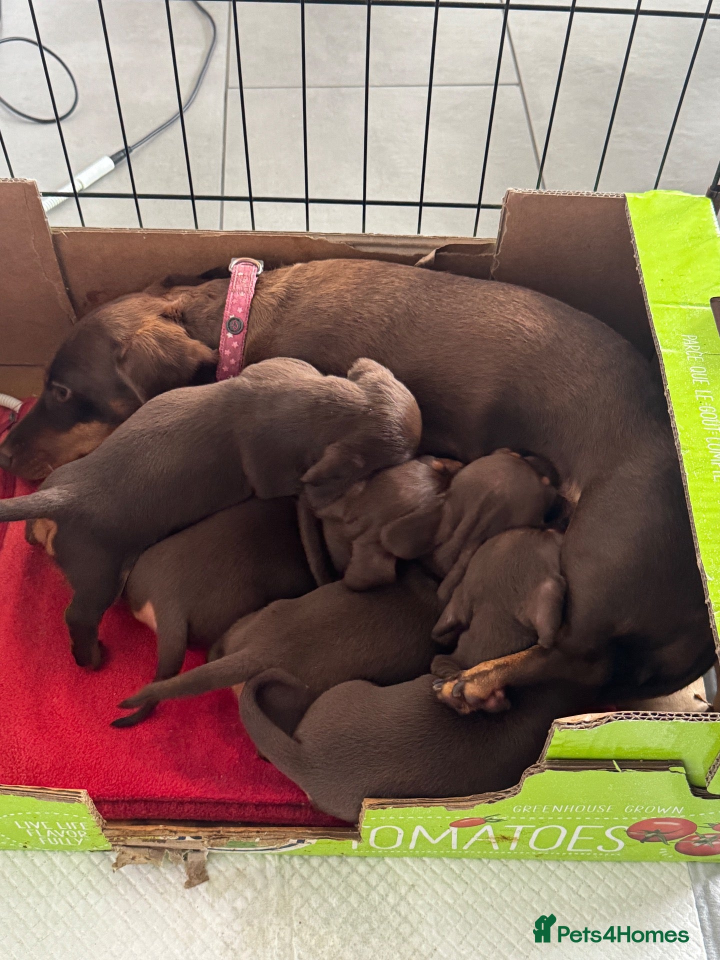 Miniature Dachshund dogs Chocolate and tan miniature dachshunds - Advert 1