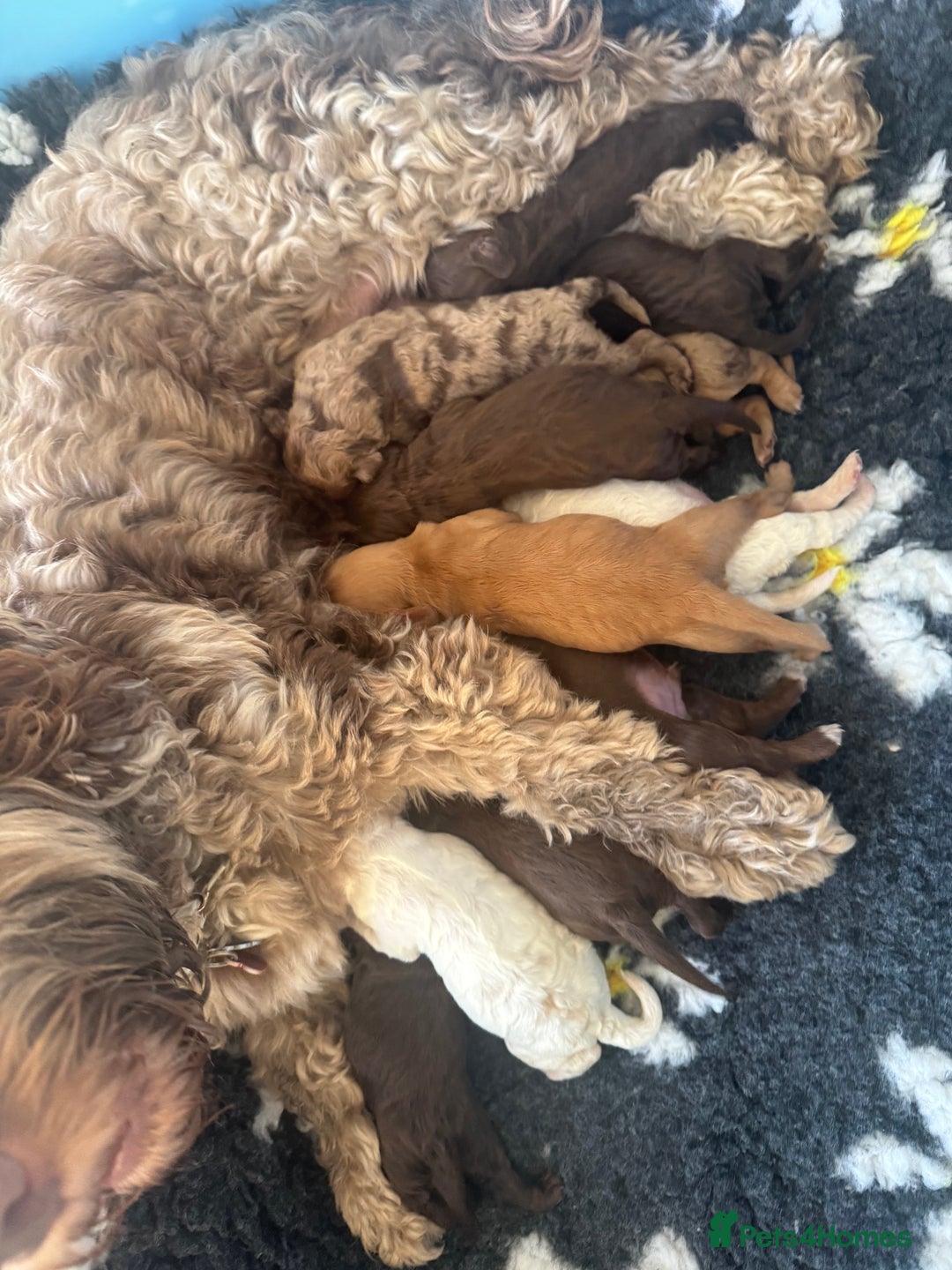 Cockapoo dogs for sale: Merle, Tri& Chocolate f2 Cockapoos (8boys 3girls!) - Image 18