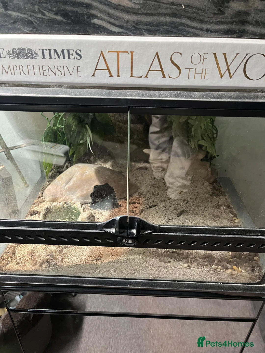 Leopard Gecko reptiles for sale: Male Leopard Gecko - Hypo Orange morph - Advert 4