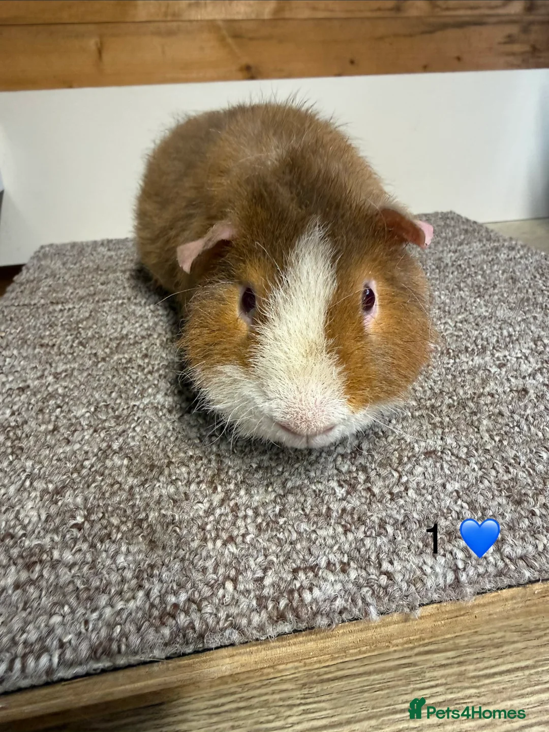 Guinea Pig rodents for sale: Teddy Boars  - Advert 2