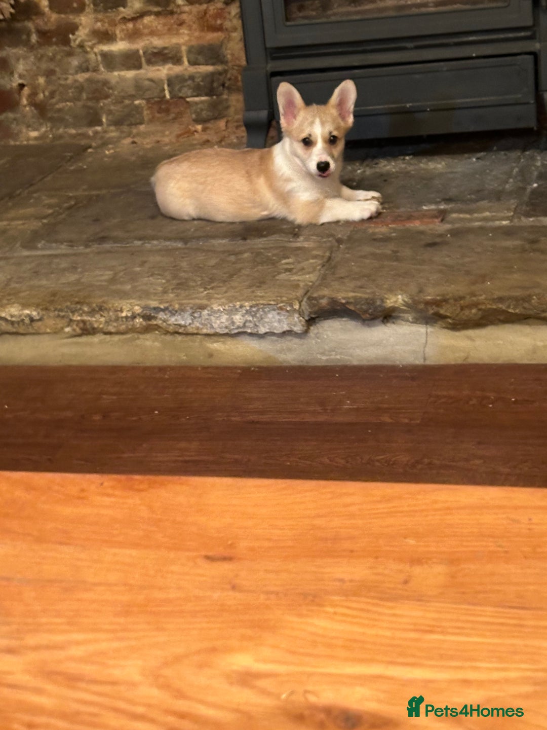 Welsh Corgi Pembroke dogs for sale: Absolutely gorgeous Corgi Puppy  - Advert 2