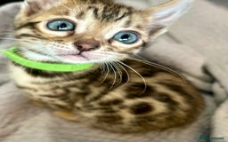 Bengal cats for sale: 6 Gorgeous Bengals kittens ready for reservation  - Image 4