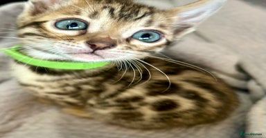 Bengal cats - Advert 14