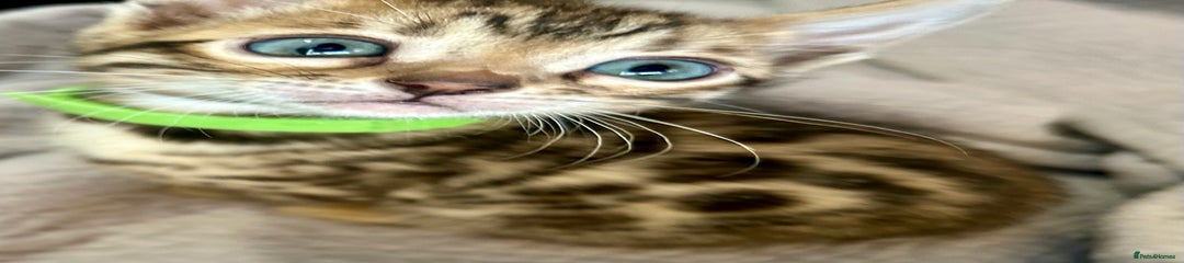 Bengal Kitten 6