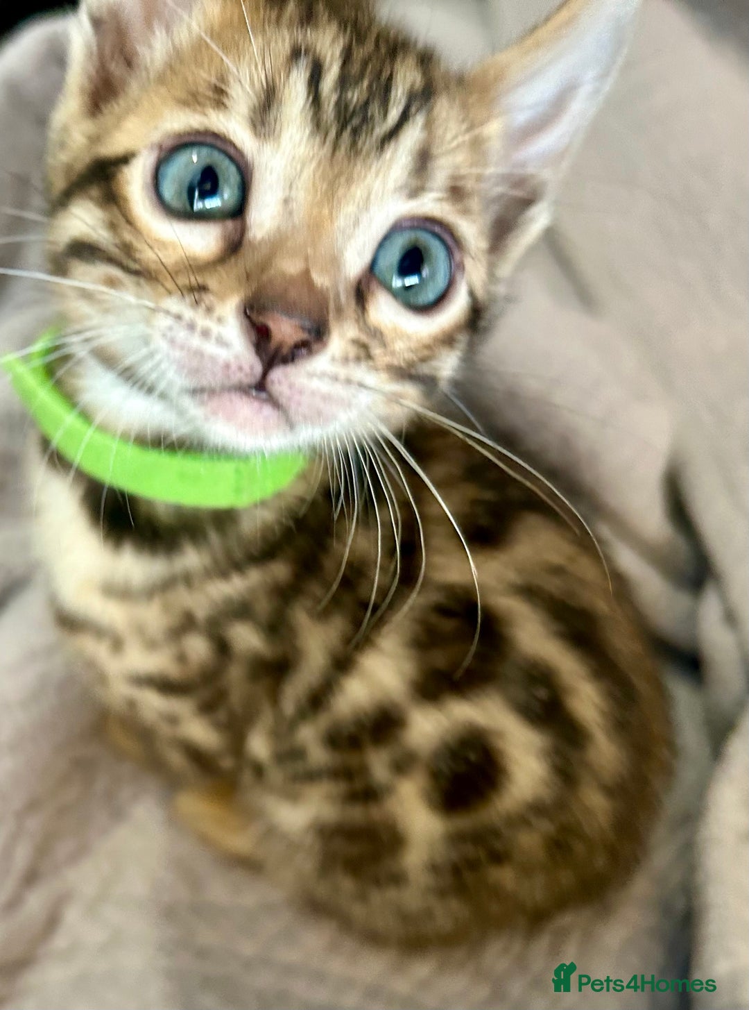 Bengal cats for sale: 6 Gorgeous Bengals kittens ready for reservation  - Image 4