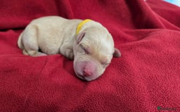 Labrador Retriever dogs for sale: Litter of 8 Labrador Pups Available - Image 5