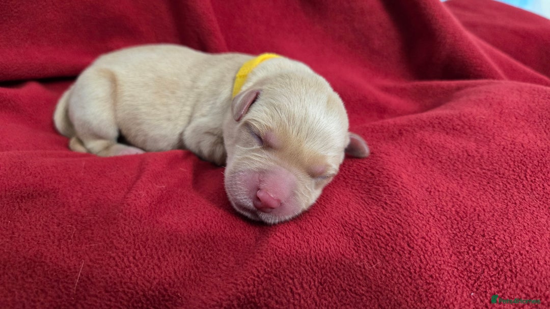 Labrador Retriever dogs for sale: Litter of 8 Labrador Pups Available - Image 5