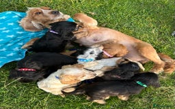 Cocker Spaniel dogs for sale: 5 adorable cockspaniel puppies for sale  - Image 2