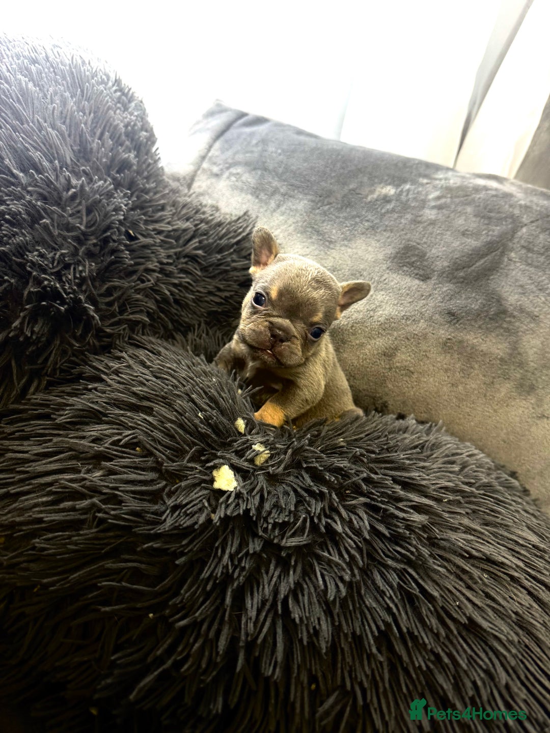 French Bulldog dogs for sale: KC Fluffy Carriers Isabella French Bulldogs puppy - Image 10