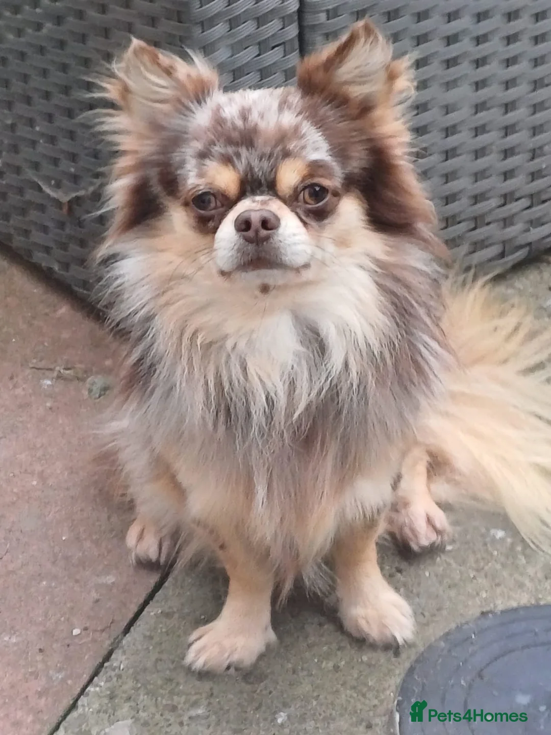 Chihuahua dogs for sale: Champion quality male chihuahua for sale    - Advert 4