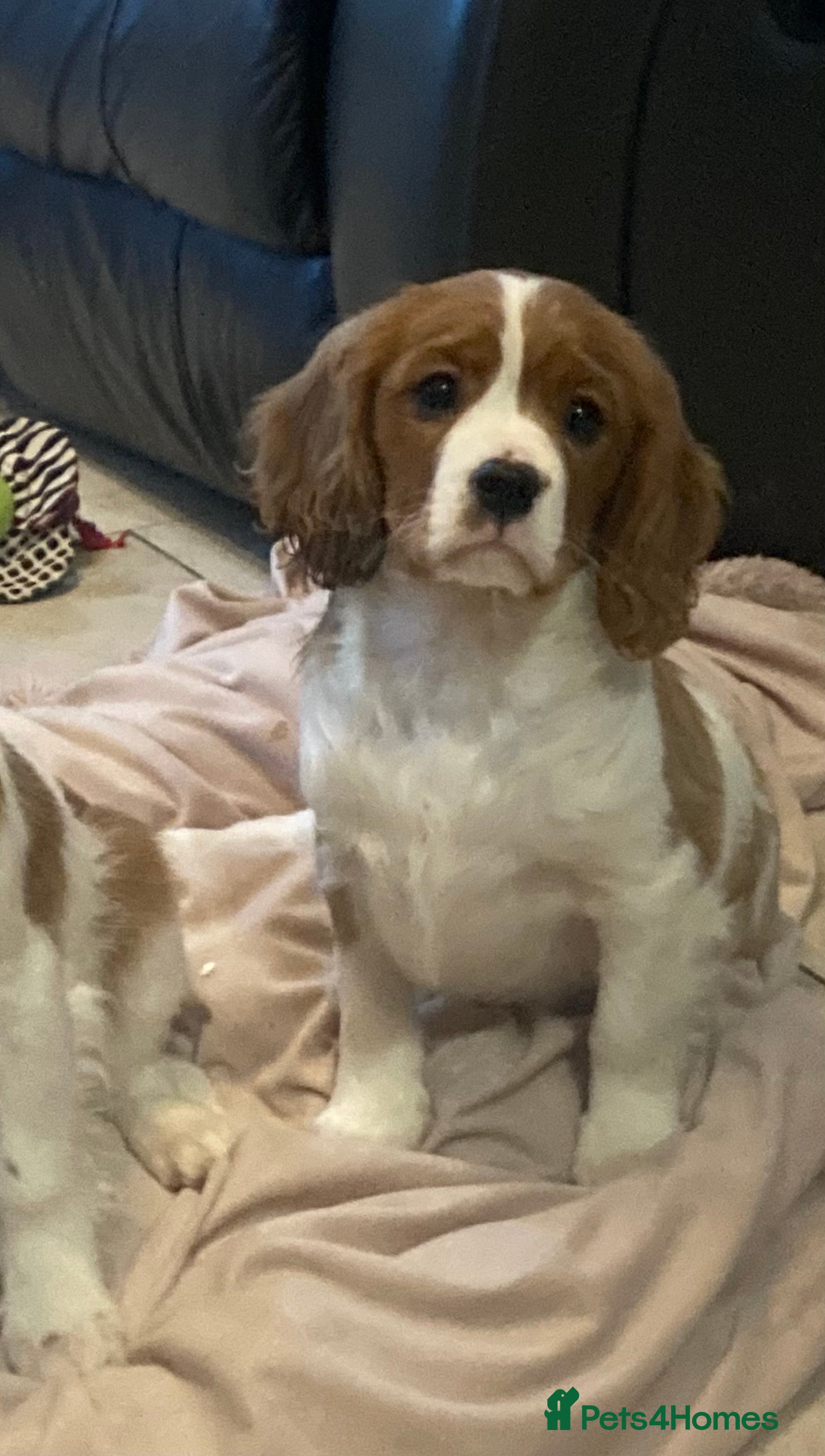 Cavalier King Charles Spaniel dogs Gorgeous cavalier puppies - Advert 6