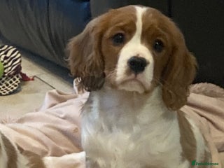 Cavalier King Charles Spaniel dogs Gorgeous cavalier puppies - Advert 6