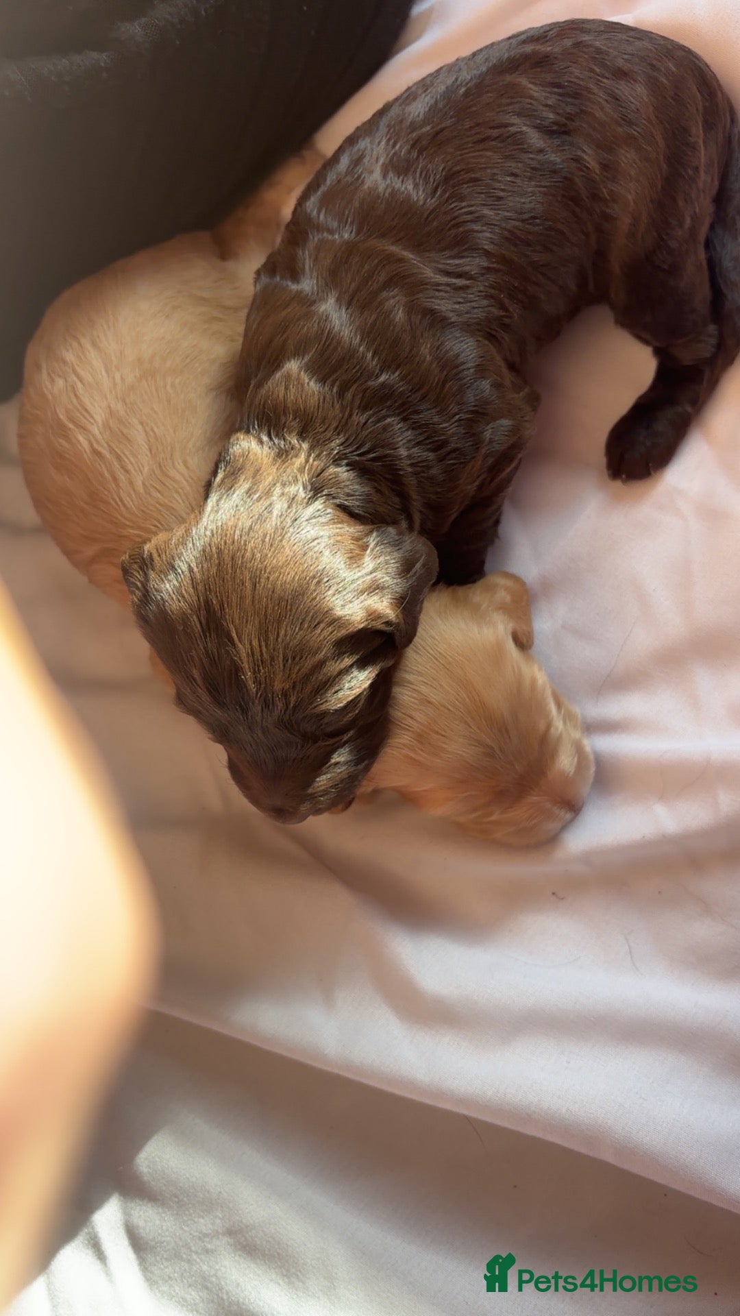 Cockapoo dogs Last 2 remaining 🥰Cockapoo rainbow litter 🌈  - Advert 2