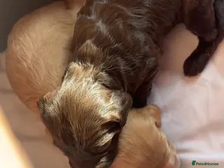 Cockapoo dogs Last 2 remaining 🥰Cockapoo rainbow litter 🌈 - Advert 2