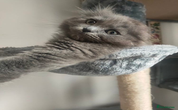 Ragdoll cats - Advert 7
