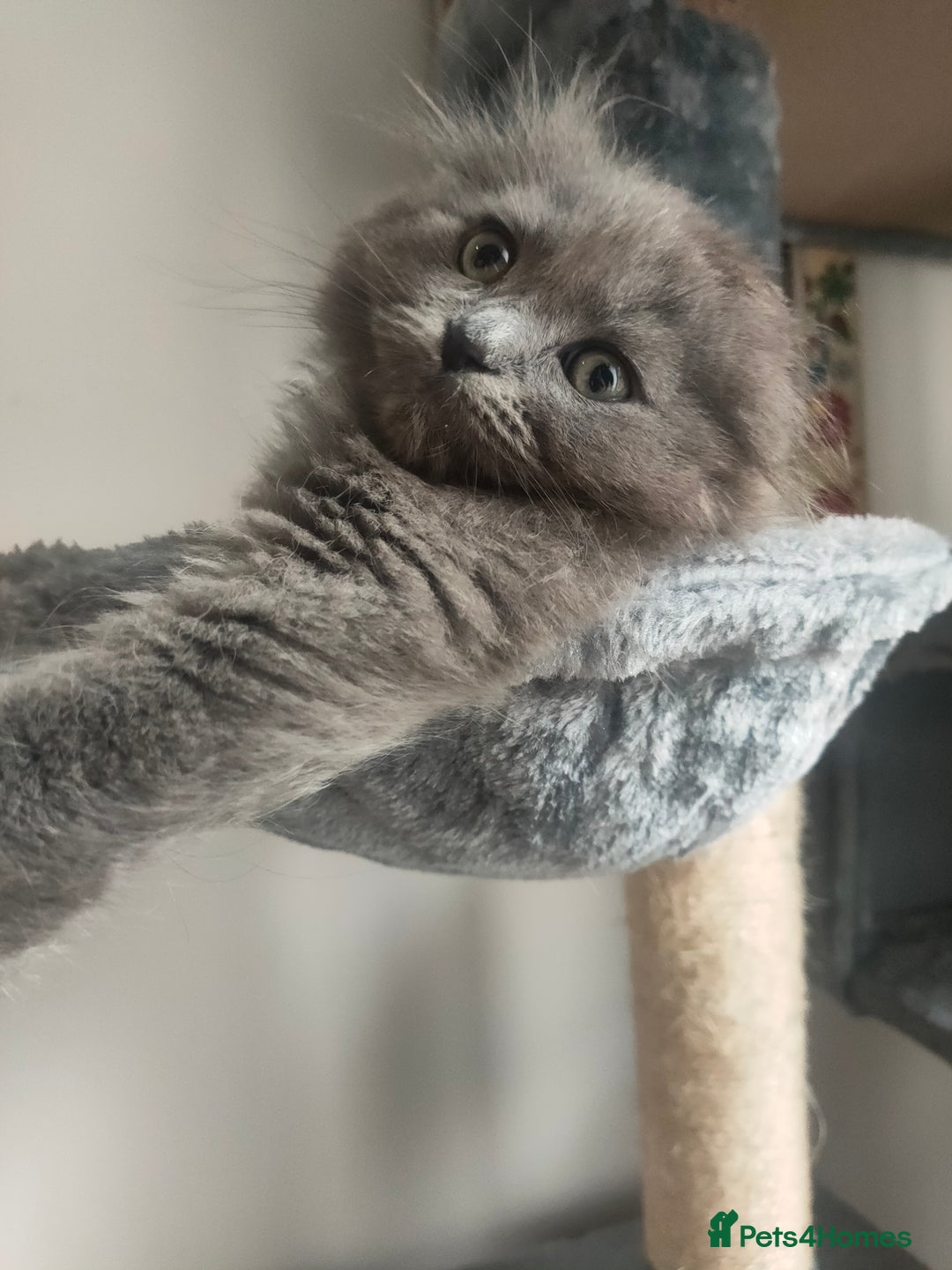 Ragdoll cats for sale: Beautifully half ragdoll kittens  - Image 1