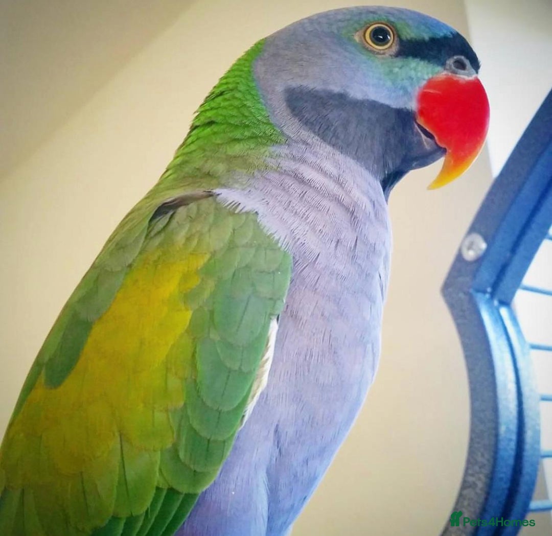 Parrots birds for sale: Baby derbyan tamed talking parrot  - Image 2