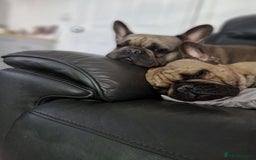 French Bulldog dogs for sale: Frank&fred - Image 6