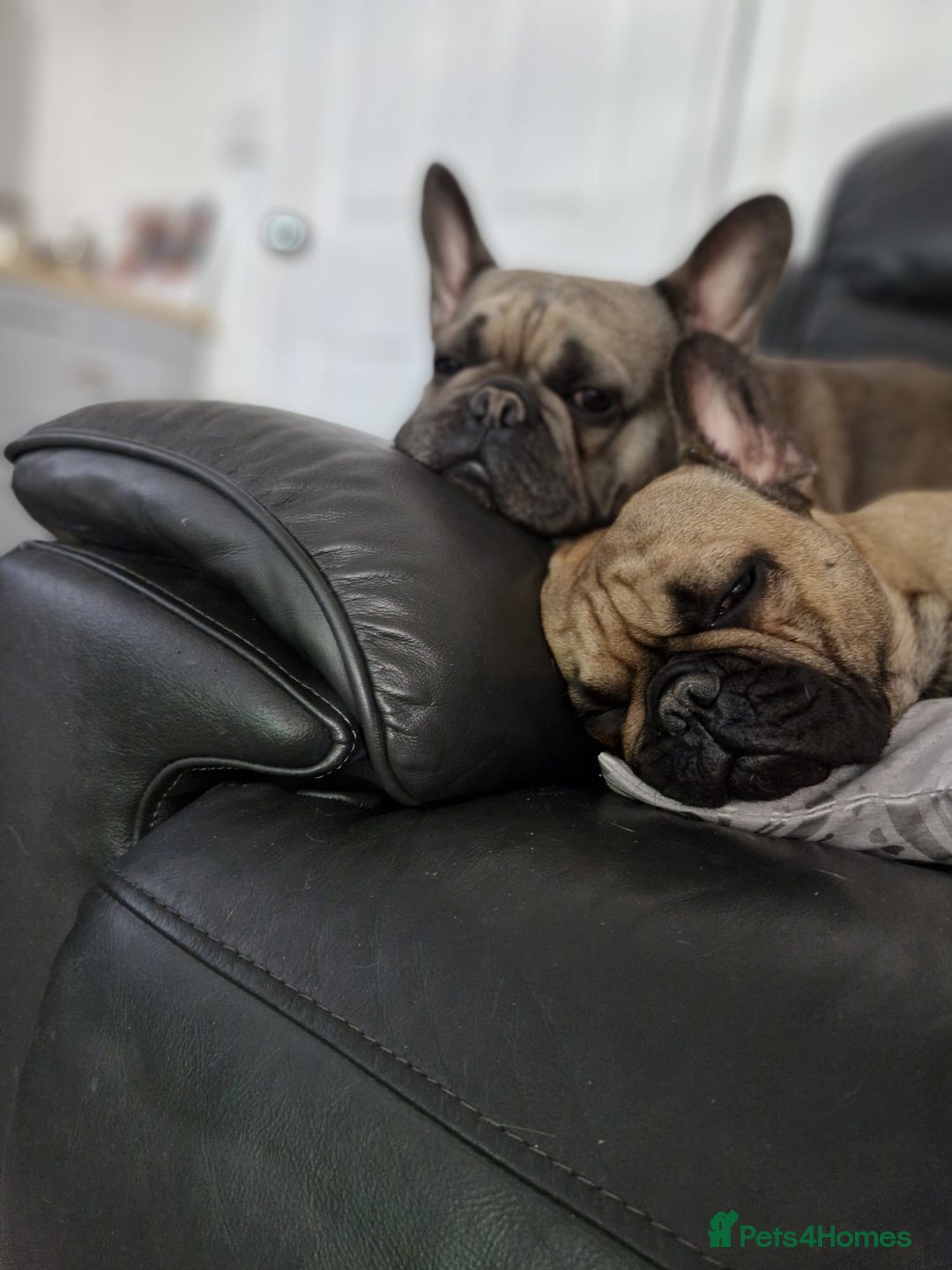 French Bulldog dogs for sale: Frank&fred - Image 6