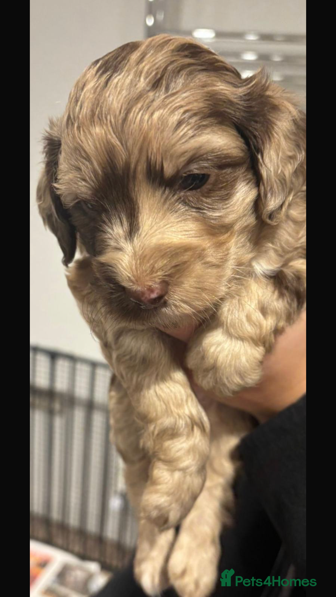 Cockapoo dogs F1 Cockapoo’s - Advert 1