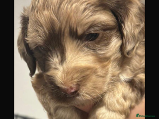 Cockapoo dogs F1 Cockapoo’s - Advert 1