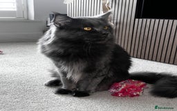 Maine Coon cats for sale: Rare Maine Coon/Russian Blue Kittens - Image 19